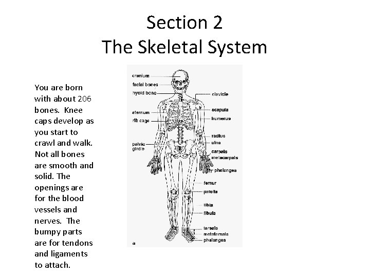 Section 2 The Skeletal System You are born with about 206 bones. Knee caps