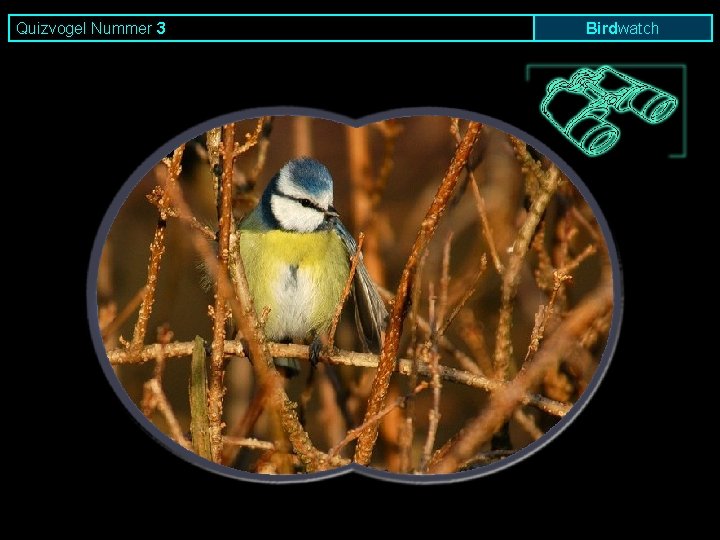 Quizvogel Nummer 3 Birdwatch 