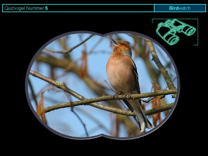 Quizvogel Nummer 5 Birdwatch 