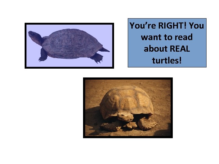 You’re RIGHT! You want to read about REAL turtles! 