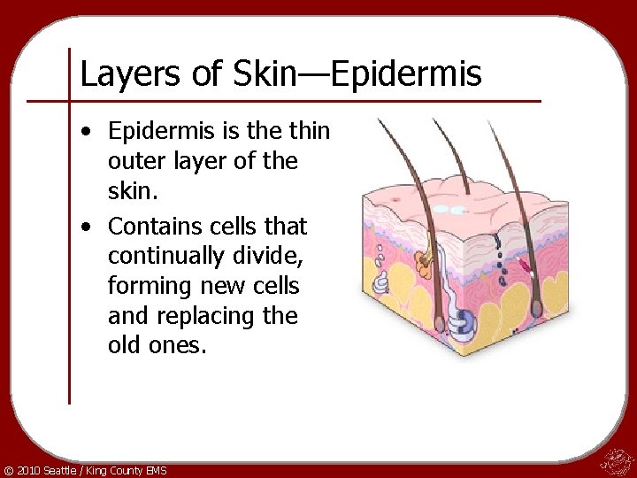 Layers of Skin—Epidermis • Epidermis is the thin outer layer of the skin. •