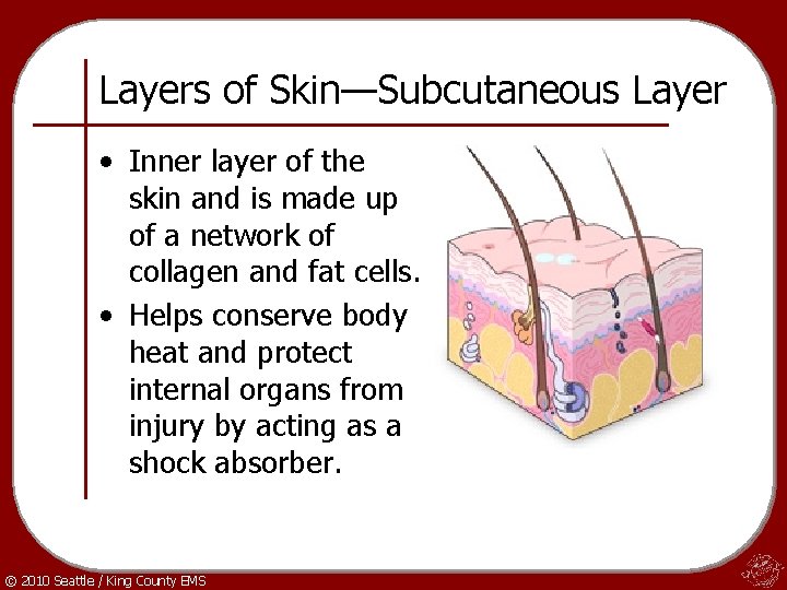 Layers of Skin—Subcutaneous Layer • Inner layer of the skin and is made up