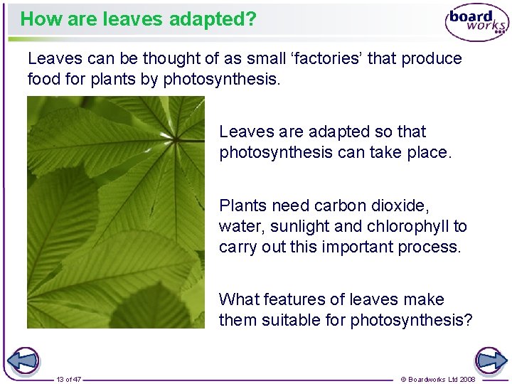 How are leaves adapted? Leaves can be thought of as small ‘factories’ that produce
