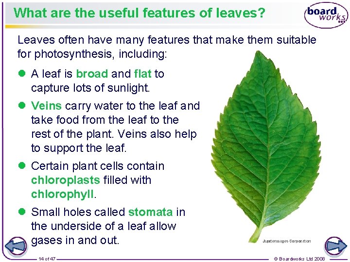 What are the useful features of leaves? Leaves often have many features that make