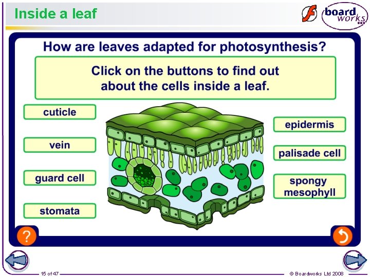 Inside a leaf 15 of 47 © Boardworks Ltd 2008 