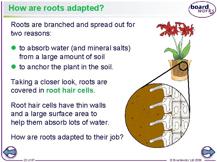 How are roots adapted? Roots are branched and spread out for two reasons: l