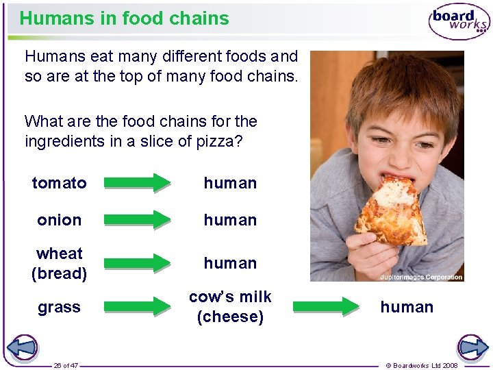 Humans in food chains Humans eat many different foods and so are at the