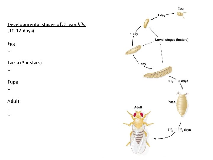 Developmental stages of Drosophila (10 -12 days) Egg Larva (3 instars) Pupa Adult 