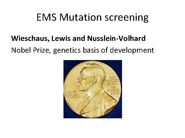 EMS Mutation screening Wieschaus, Lewis and Nusslein-Volhard Nobel Prize, genetics basis of development 