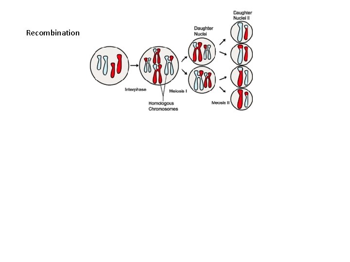 Recombination 