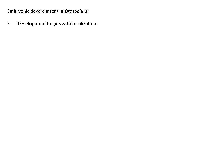Embryonic development in Drosophila: • Development begins with fertilization. • Prior to fertilization, molecular