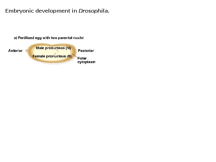 Embryonic development in Drosophila. 