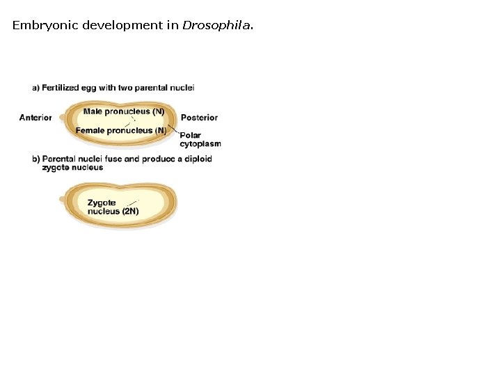 Embryonic development in Drosophila. 