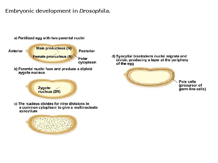 Embryonic development in Drosophila. 