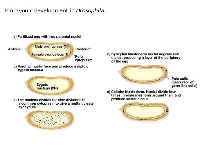 Embryonic development in Drosophila. 