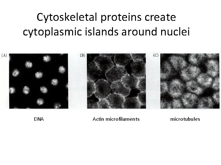 Cytoskeletal proteins create cytoplasmic islands around nuclei DNA Actin microfilaments microtubules 