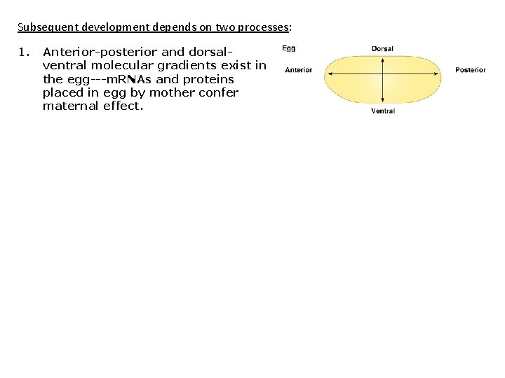 Subsequent development depends on two processes: 1. Anterior-posterior and dorsalventral molecular gradients exist in