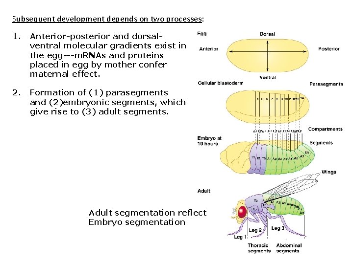 Subsequent development depends on two processes: 1. Anterior-posterior and dorsalventral molecular gradients exist in