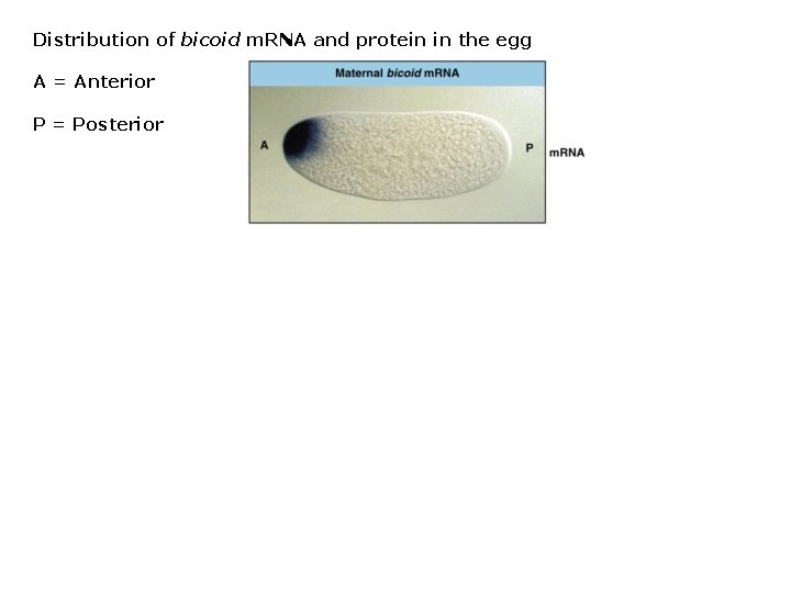 Distribution of bicoid m. RNA and protein in the egg A = Anterior P