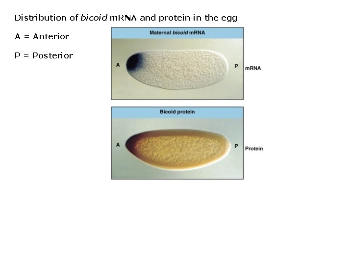 Distribution of bicoid m. RNA and protein in the egg A = Anterior P