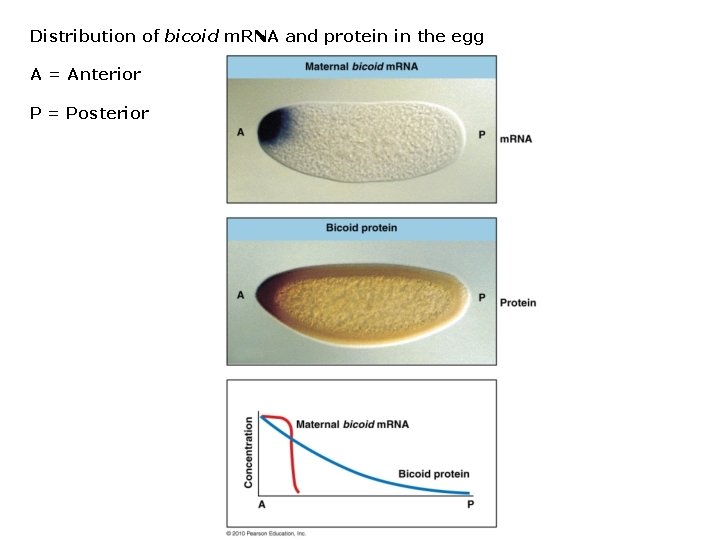 Distribution of bicoid m. RNA and protein in the egg A = Anterior P