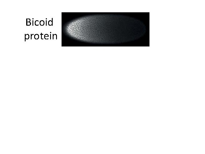 Bicoid protein 