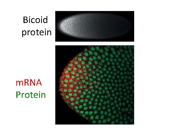 Bicoid protein m. RNA Protein 