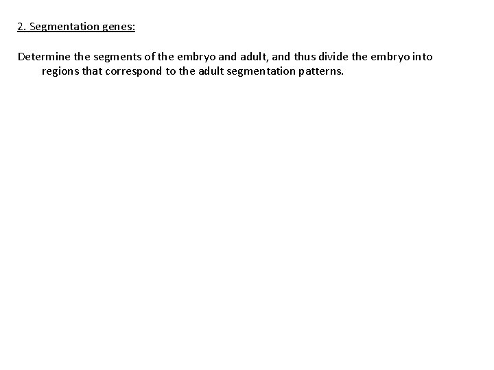 2. Segmentation genes: Determine the segments of the embryo and adult, and thus divide