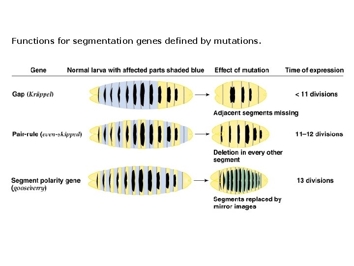 Functions for segmentation genes defined by mutations. 