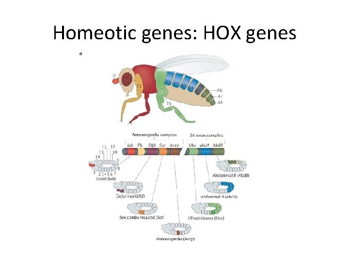 Homeotic genes: HOX genes 
