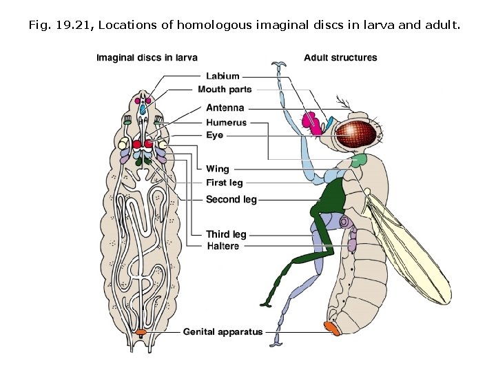 Fig. 19. 21, Locations of homologous imaginal discs in larva and adult. 