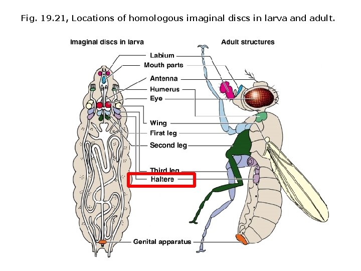 Fig. 19. 21, Locations of homologous imaginal discs in larva and adult. 