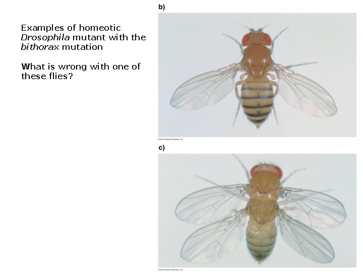 Examples of homeotic Drosophila mutant with the bithorax mutation What is wrong with one