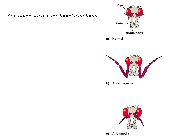 Antennapedia and aristapedia mutants 