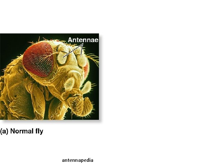 antennapedia 
