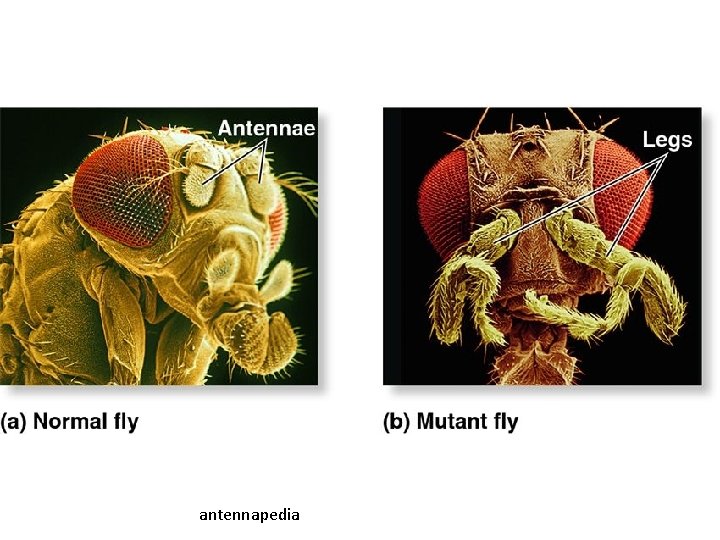 antennapedia 