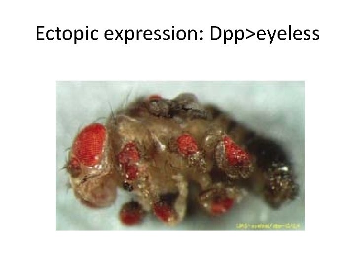 Ectopic expression: Dpp>eyeless 