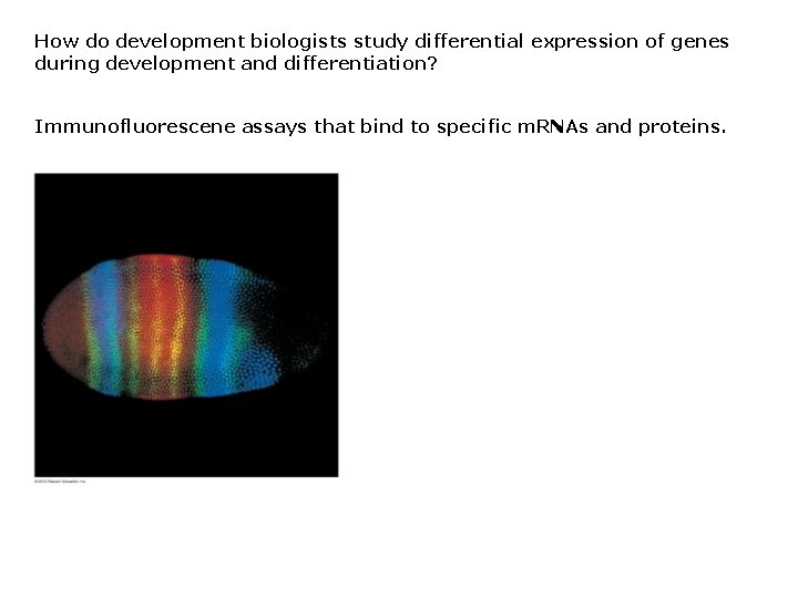 How do development biologists study differential expression of genes during development and differentiation? Immunofluorescene