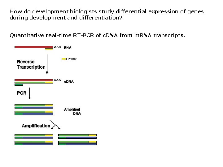 How do development biologists study differential expression of genes during development and differentiation? Quantitative