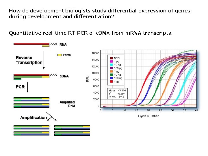 How do development biologists study differential expression of genes during development and differentiation? Quantitative