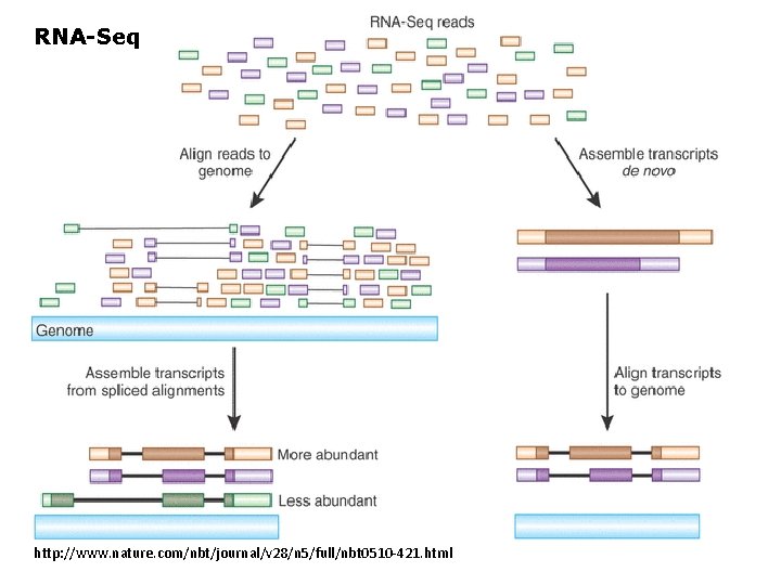 RNA-Seq http: //www. nature. com/nbt/journal/v 28/n 5/full/nbt 0510 -421. html 