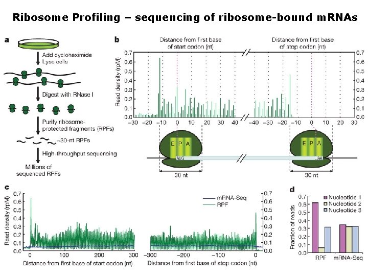 Ribosome Profiling – sequencing of ribosome-bound m. RNAs 