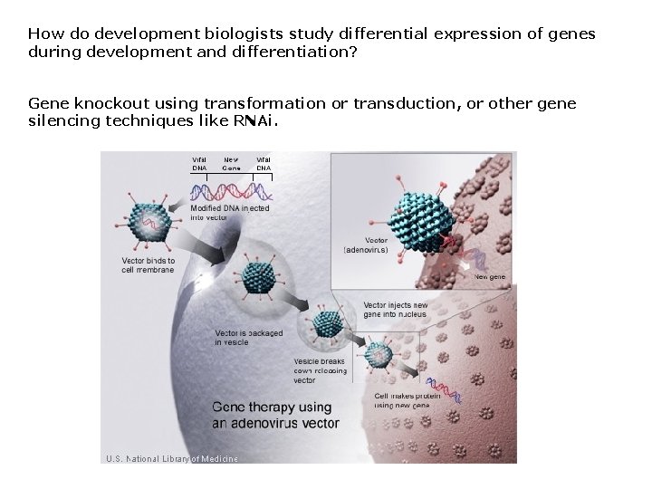 How do development biologists study differential expression of genes during development and differentiation? Gene