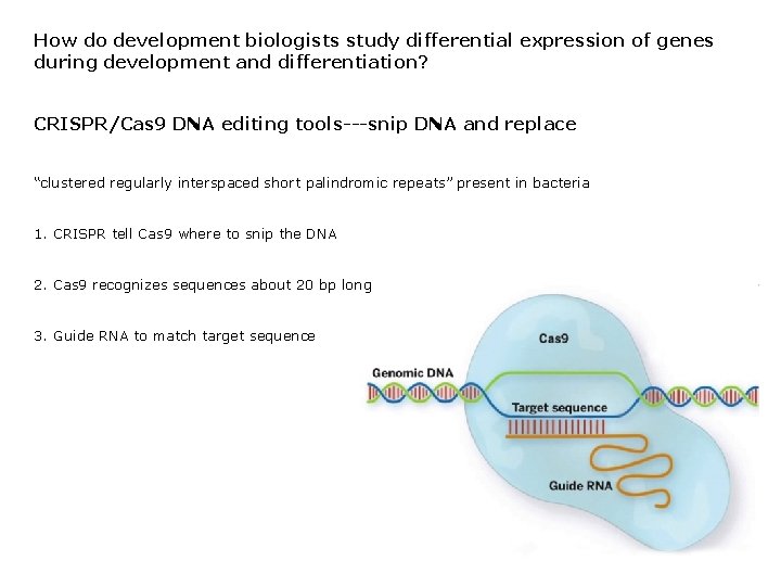 How do development biologists study differential expression of genes during development and differentiation? CRISPR/Cas