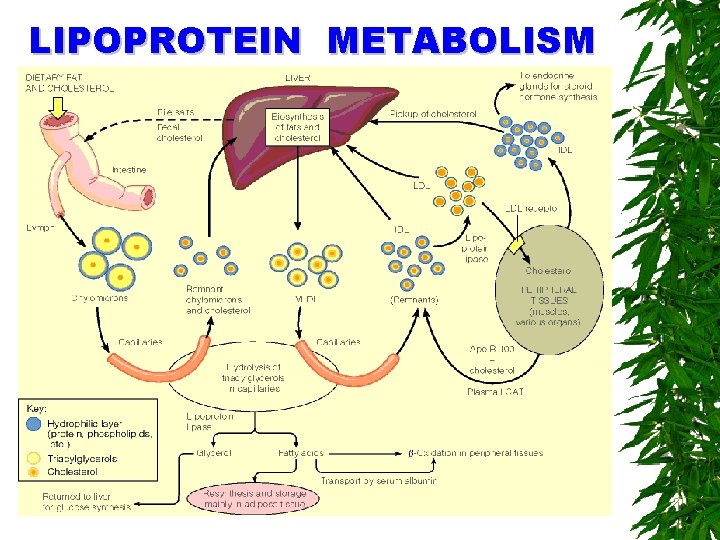 LIPOPROTEIN METABOLISM 