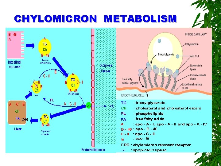 CHYLOMICRON METABOLISM 