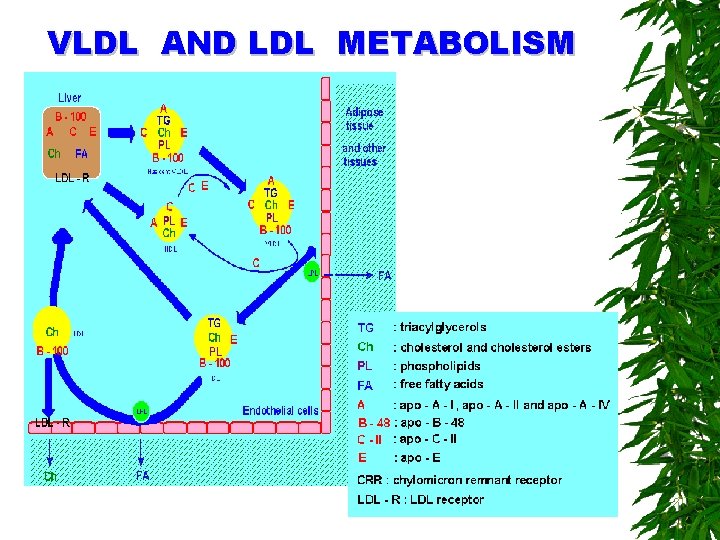 VLDL AND LDL METABOLISM 