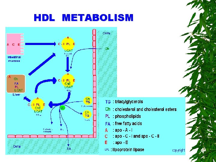 HDL METABOLISM 