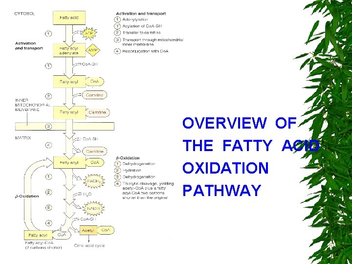OVERVIEW OF THE FATTY ACID OXIDATION PATHWAY 