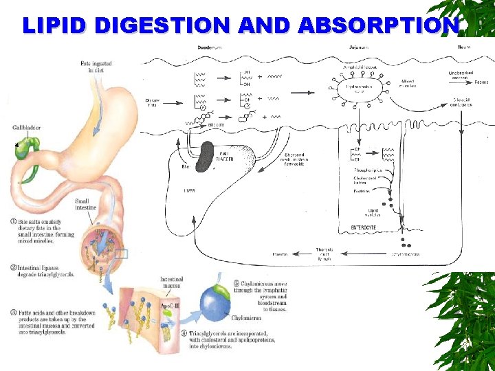 LIPID DIGESTION AND ABSORPTION 